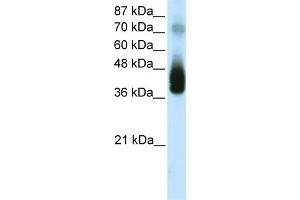 WB Suggested Anti-JUNB  Antibody Titration: 1. (C-JUN antibody  (N-Term))