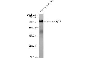 Western blot analysis of extracts of human plasma, using Human IgG3 antibody (ABIN7267839) at 1:3000 dilution. (IgG3 antibody)