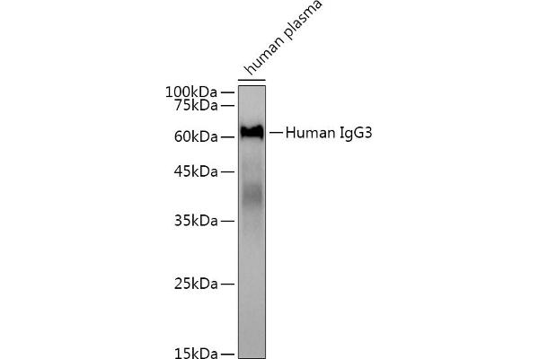 IgG3 抗体