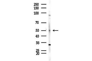 anti-Solute Carrier Family 39 (Zinc Transporter), Member 7 (SLC39A7) (Internal Region) antibody
