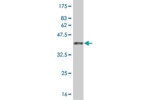 ARHGAP6 antibody  (AA 531-636)