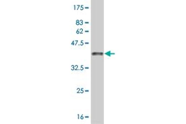 ARHGAP6 antibody  (AA 531-636)