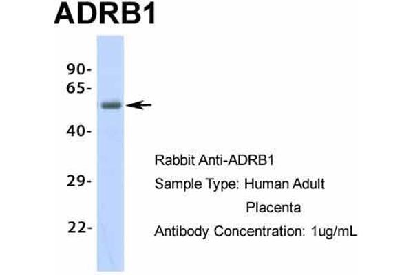 ADRB1抗体（中部）