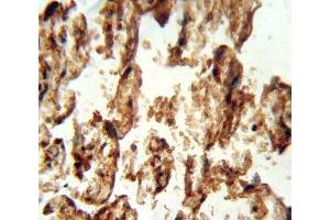 IGFBP4 antibody immunohistochemistry analysis in formalin fixed and paraffin embedded human placenta tissue. (IGFBP4 antibody  (AA 96-124))