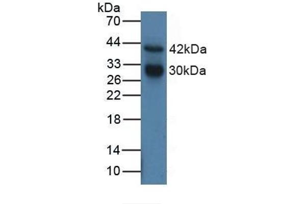 Cathepsin G antibody  (AA 21-255)