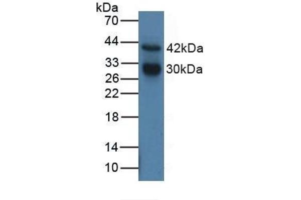 Cathepsin G anticorps  (AA 21-255)