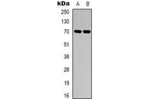 Western blot analysis of SPHK2 expression in HepG2 (A), HEK293T (B) whole cell lysates.