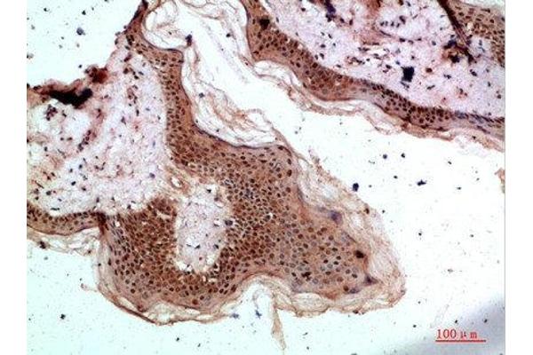 TPSD1 antibody  (AA 51-100)