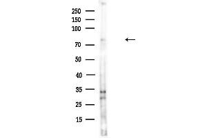anti-Intraflagellar Transport 88 Homolog (IFT88) (C-Term) antibody