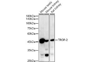 Western blot analysis of extracts of various cell lines, using TROP-2 antibody (ABIN7271103) at 1:1000 dilution. (TACSTD2 antibody)