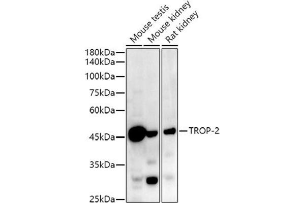 TACSTD2 Antikörper