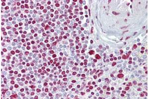 Anti-ATOH1 / MATH-1 antibody IHC staining of human spleen. (ATOH1 antibody  (C-Term))