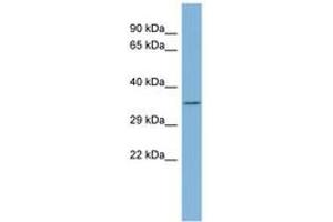Image no. 1 for anti-Tetratricopeptide Repeat Domain 35 (TTC35) (AA 107-156) antibody (ABIN6741756) (TTC35 antibody  (AA 107-156))
