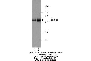 Image no. 2 for anti-CD36 (CD36) (AA 100-200) antibody (ABIN363469)