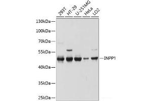 Western blot analysis of extracts of various cell lines using INPP1 Polyclonal Antibody at dilution of 1:1000. (INPP1 antibody)