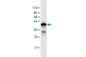 Western Blot detection against Immunogen (37. (ANAPC2 antibody  (AA 716-822))