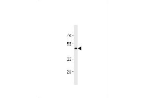 GP Antibody (C-term) (ABIN1881384 and ABIN2843457) western blot analysis in K562 cell line lysates (35 μg/lane). (GPR150 antibody  (C-Term))