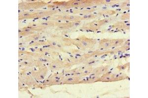 Immunohistochemistry of paraffin-embedded human heart tissue using ABIN7165797 at dilution of 1:100