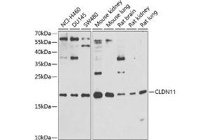 Western blot analysis of extracts of various cell lines, using CLDN11 antibody (ABIN6133643, ABIN6138675, ABIN6138676 and ABIN6216120) at 1:1000 dilution. (Claudin 11 antibody  (AA 1-100))