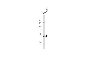 Anti- HBE1 Antibody (Center) at 1:1000 dilution + NCCIT whole cell lysate Lysates/proteins at 20 μg per lane. (Hemoglobin, epsilon 1 (HBe1) (AA 55-83) antibody)