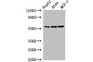 Western Blot Positive WB detected in: HepG2 whole cell lysate, A549 whole cell lysate, MCF-7 whole cell lysate All lanes: SLC24A5 antibody at 2. (SLC24A5 antibody  (AA 240-298))