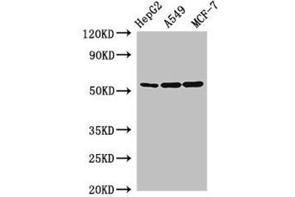 SLC24A5 anticorps  (AA 240-298)