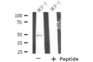 Western blot analysis of extracts from MCF-7 cell using SEPT7 antibody. (Septin 7 antibody  (C-Term))