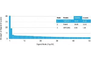 Analysis of Protein Array containing more than 19,000 full-length human proteins using CD269 Mouse Monoclonal Antibody (ZSCAN29/2610) Z- and S- Score: The Z-score represents the strength of a signal that a monoclonal antibody (MAb) (in combination with a fluorescently-tagged anti-IgG secondary antibody) produces when binding to a particular protein on the HuProtTM array.