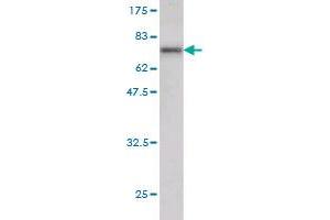 Western Blot detection against Immunogen (65. (TEAD4 antibody  (AA 1-361))