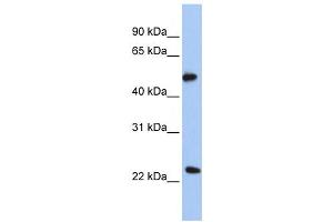 Western Blotting (WB) image for anti-Protein O-Fucosyltransferase 2 (POFUT2) antibody (ABIN2458965) (POFUT2 antibody)