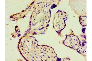 Immunohistochemistry of paraffin-embedded human placenta tissue using ABIN7148789 at dilution of 1:100 (ATF3 antibody  (AA 1-181))