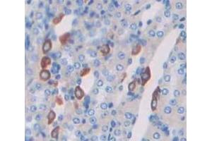 IHC-P analysis of Mouse Tissue, with DAB staining. (Vangl1 antibody  (AA 229-476))