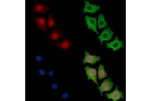 ABIN7096475 and ABIN7100539 staining HepG2 cells by IF/ICC. (COMMD3 antibody)