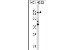 GTPBP1 Antibody (C-term) (ABIN1537482 and ABIN2850291) western blot analysis in NCI- cell line lysates (35 μg/lane). (GTPBP1 antibody  (C-Term))