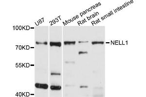 Western blot analysis of extracts of various cell lines, using NELL1 antibody (ABIN5998322) at 1/1000 dilution.