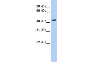 WB Suggested Anti-MYC Antibody Titration: 0. (c-MYC antibody  (N-Term))
