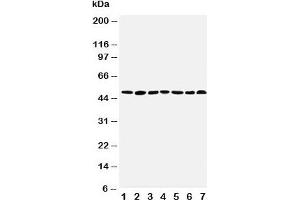Western blot testing of CtBP1 antibody and Lane 1:  rat brain;  2: rat testis;  3: rat ovary;  4: U87;  5: SW620;  6: HT1080;  7: COLO320 cell lysate (CTBP1 antibody  (AA 425-440))