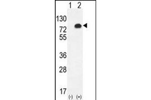 Western blot analysis of GPC6 (arrow) using rabbit polyclonal GPC6 Antibody (C-term) (ABIN655620 and ABIN2845100).