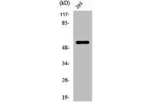 Western Blot analysis of 293 cells using Phospho-Synaptotagmin 1/2 (T202/199) Polyclonal Antibody (SYT1/SYT2 (pThr199), (pThr202) antibody)