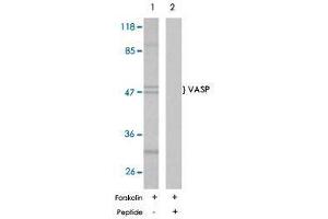 Western blot analysis of extract from NIH/3T3 cells using VASP polyclonal antibody  .