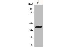 Western Blot analysis of HepG2 cells using MEL-1B-R Polyclonal Antibody (Melatonin Receptor 1B antibody  (C-Term))