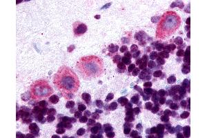 Anti-DRD5 / Dopamine Receptor D5 antibody IHC of human brain, cerebellum. (DRD5 antibody  (Cytoplasmic Domain))
