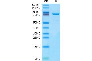 Mouse TGM2 on Tris-Bis PAGE under reduced condition. (Transglutaminase 2 Protein (AA 2-686) (His tag))