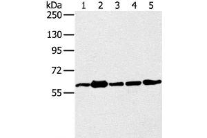 Western Blot analysis of 231, Jurkat, A549, hela and 293T cell using TRIM45 Polyclonal Antibody at dilution of 1:400 (TRIM45 antibody)