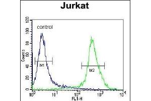 MOGT3 Antibody (C-term) (ABIN655894 and ABIN2845294) flow cytometric analysis of Jurkat cells (right histogram) compared to a negative control cell (left histogram). (MOGAT3 antibody  (C-Term))