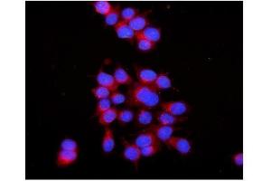 anti-RAB7A, Member RAS Oncogene Family (RAB7A) (AA 157-196), (C-Term) antibody