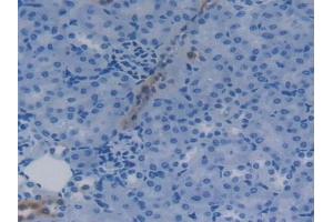 Immunohistochemistry (IHC) image for anti-Apolipoprotein C-IV (APOC4) (AA 28-124) antibody (ABIN7434155)