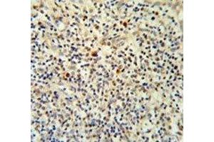 FLI1 antibody IHC analysis in formalin fixed and paraffin embedded human tonsil tissue. (FLI1 antibody  (AA 52-80))