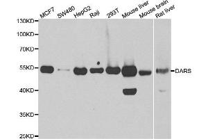 Western blot analysis of extracts of various cell lines, using DARS antibody. (DARS antibody)