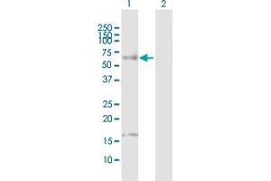 Western Blot analysis of HNF4A expression in transfected 293T cell line by HNF4A MaxPab polyclonal antibody. (HNF4A antibody  (AA 1-464))